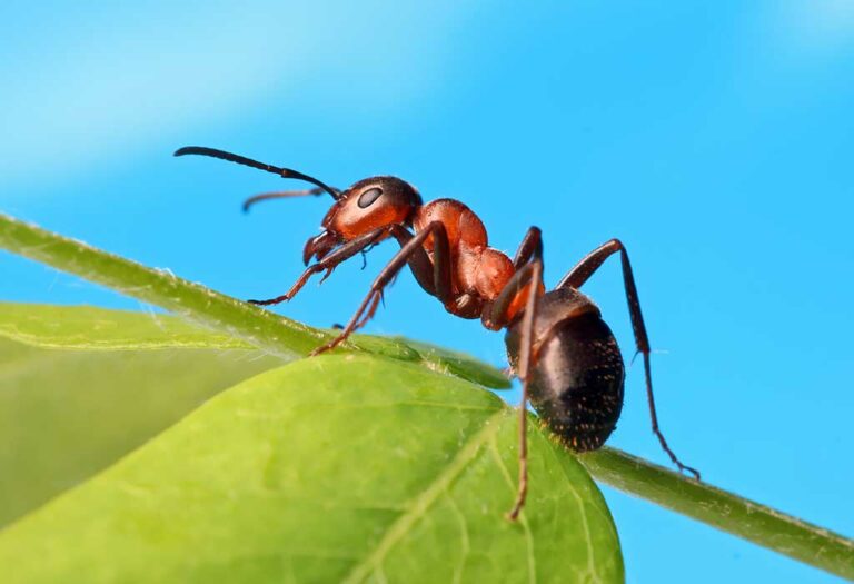 Ants In Brand New Car: A Comprehensive Guide to Understanding, Eliminating, and Preventing This Unwelcome Invasion