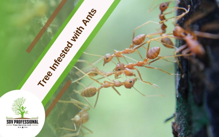 Brand New Car Infested With Ants: A Comprehensive Guide to Understanding, Eradicating, and Preventing This Unwelcome Surprise