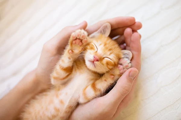 Brand New Kitten Care: Your Comprehensive Guide to Raising a Happy, Healthy Feline Friend