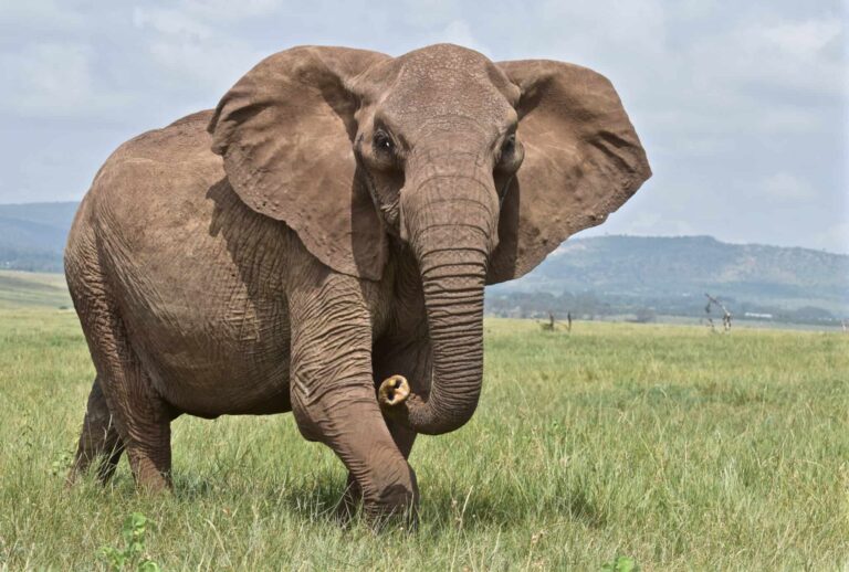 Elephant Skin Care Brand: Harnessing Nature’s Wisdom for Resilient Skin