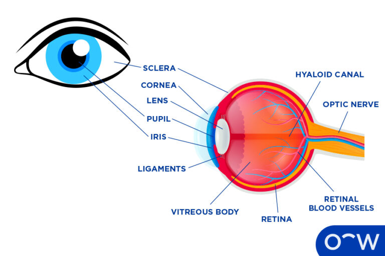 Eye Care Solution Brands: A Comprehensive Guide to Healthy Vision