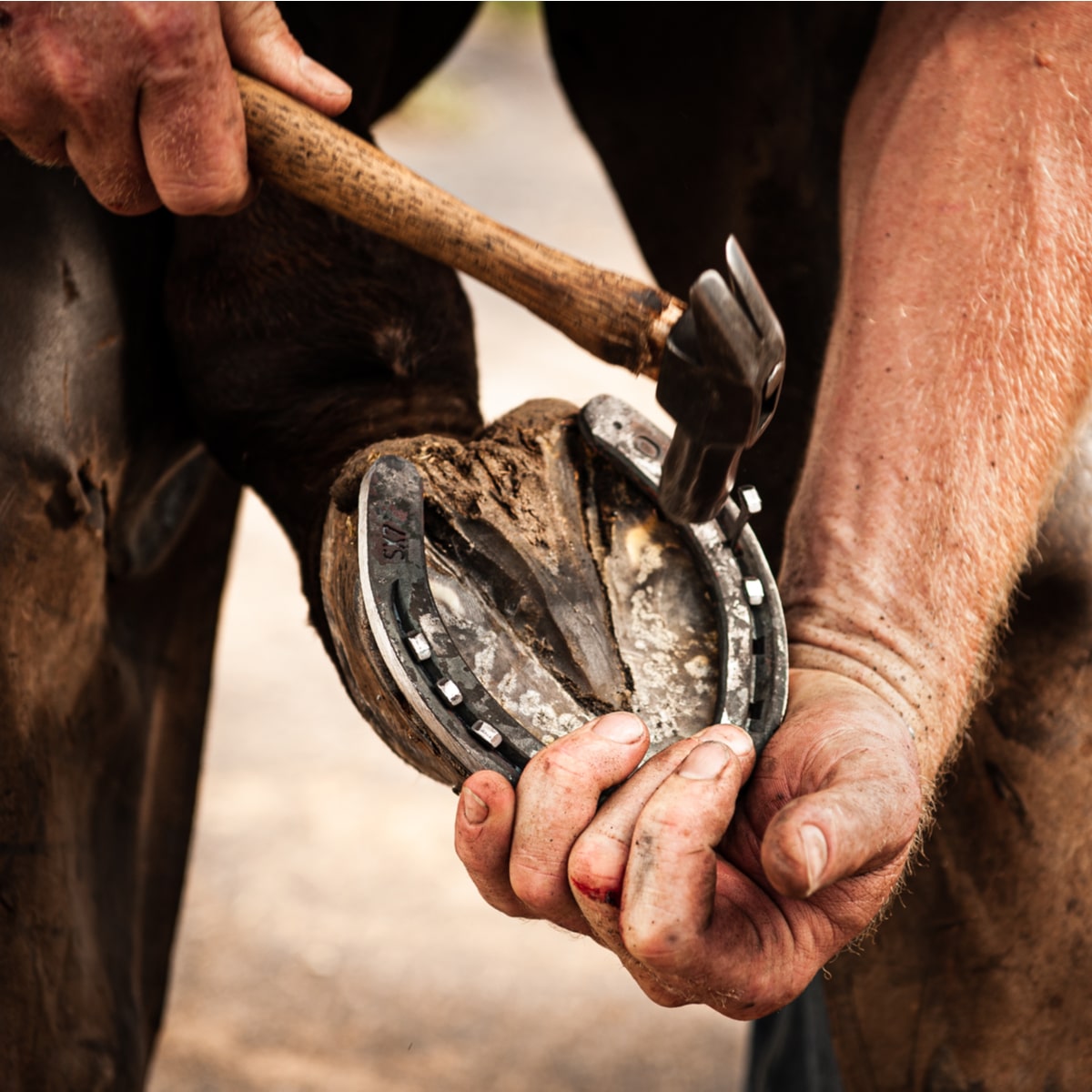 Farrier Trucks For Sale: Your Comprehensive Guide to Mobile Farrier Workshops