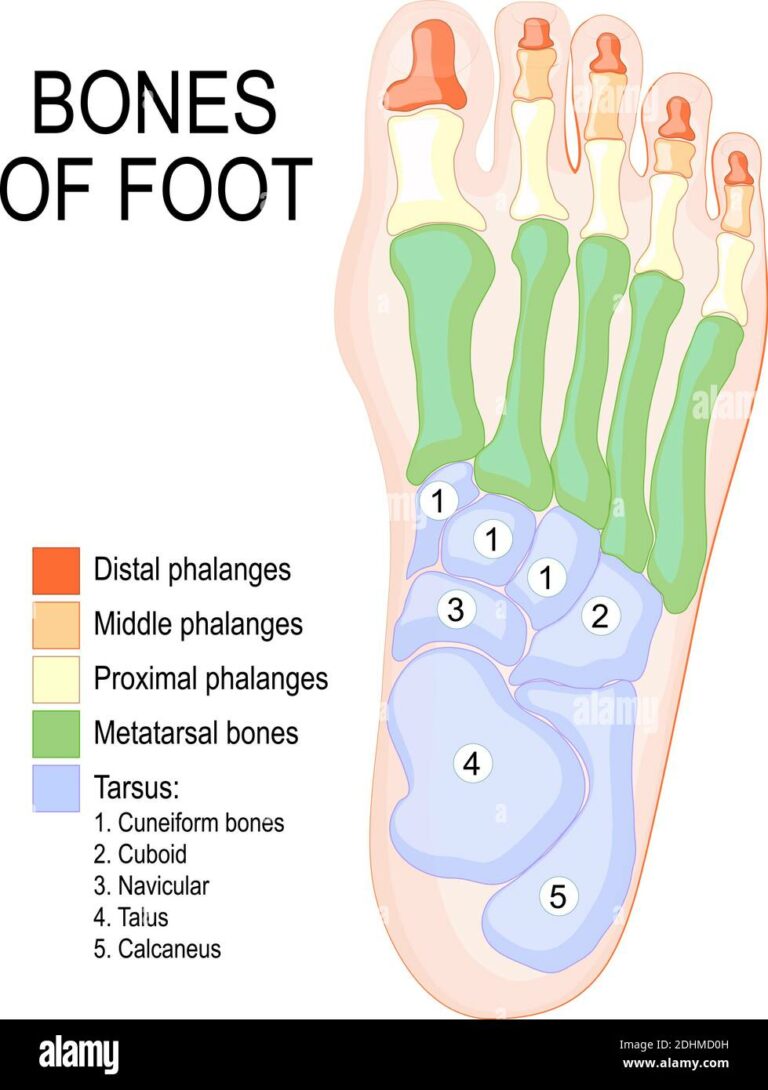 Foot Box Truck Specifications: A Comprehensive Guide to Selecting and Understanding Your Commercial Vehicle