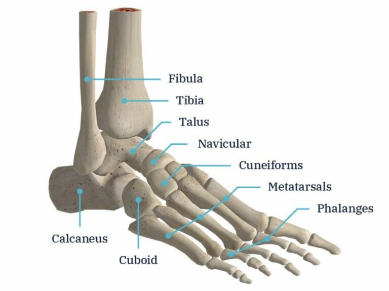 Foot Truck Internal Dimensions: Maximizing Your Mobile Culinary Canvas