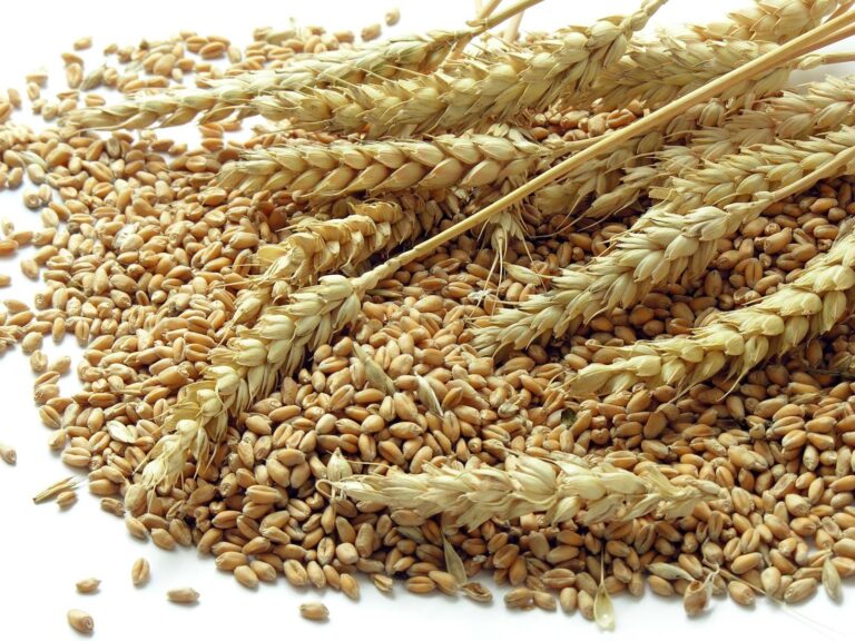 Grain Trucks For Sale In Nebraska: Your Comprehensive Guide to Hauling Harvest
