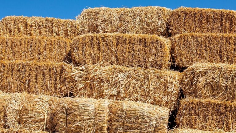 Hay Bed Trucks For Sale: Your Comprehensive Guide to Efficient Bale Management