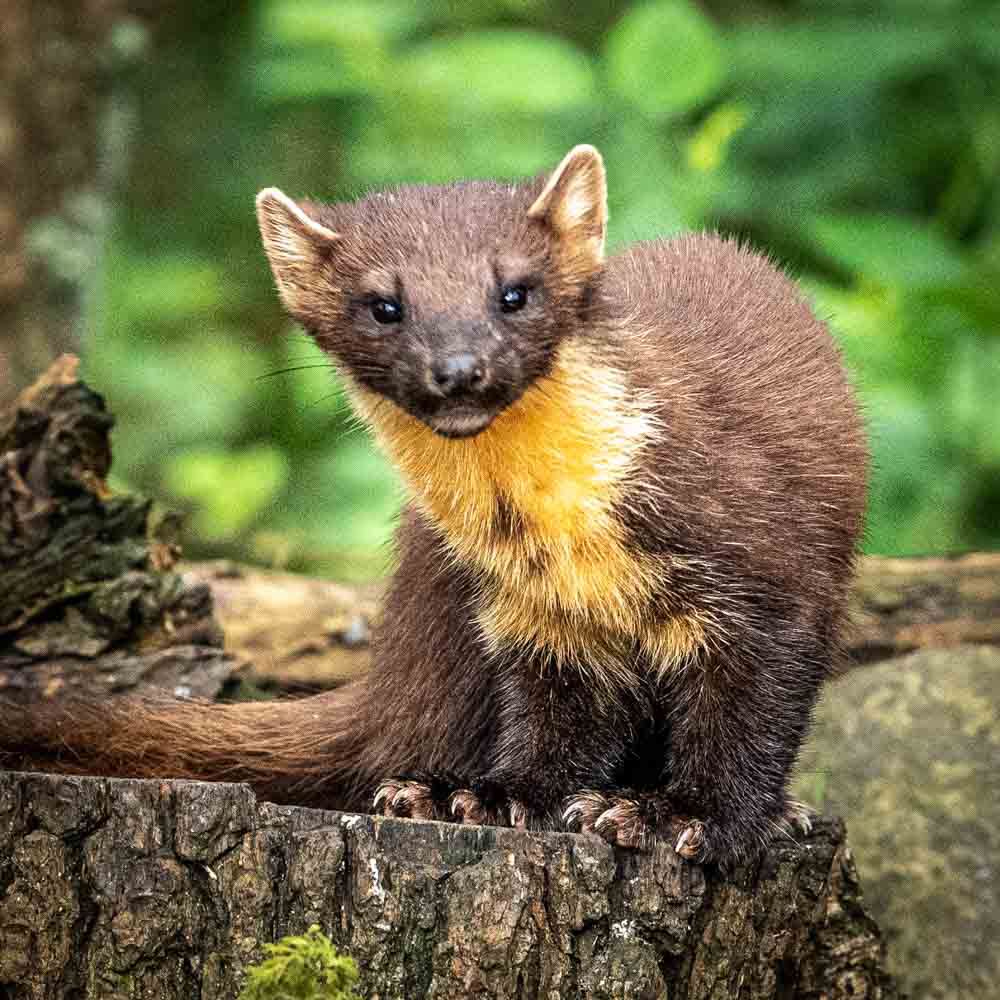 Marten Transport Trucks For Sale: Your Comprehensive Guide to Acquiring Quality Used Commercial Vehicles