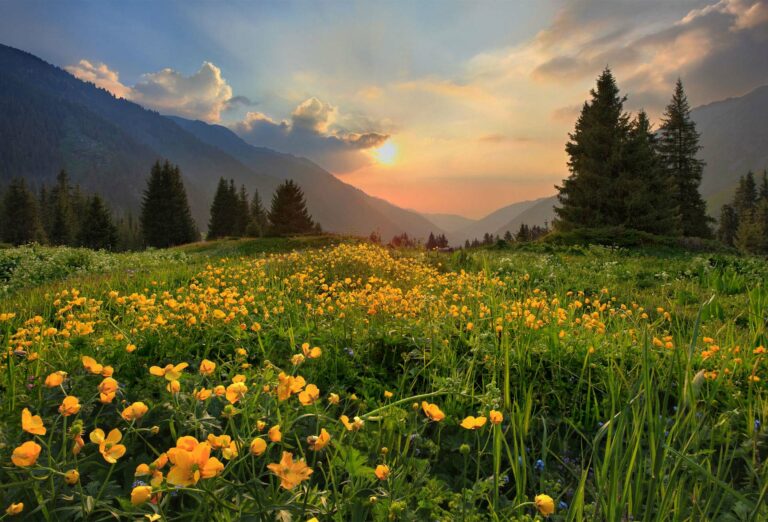 Natural Face Care Brands: A Holistic Approach to Radiant Skin