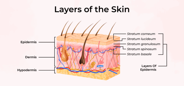 Skin Care Brands For Black Skin: A Comprehensive Guide to Nurturing Melanin-Rich Skin