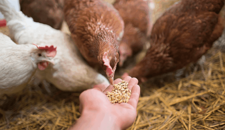 Feed Trucks For Sale In Oklahoma: A Comprehensive Guide