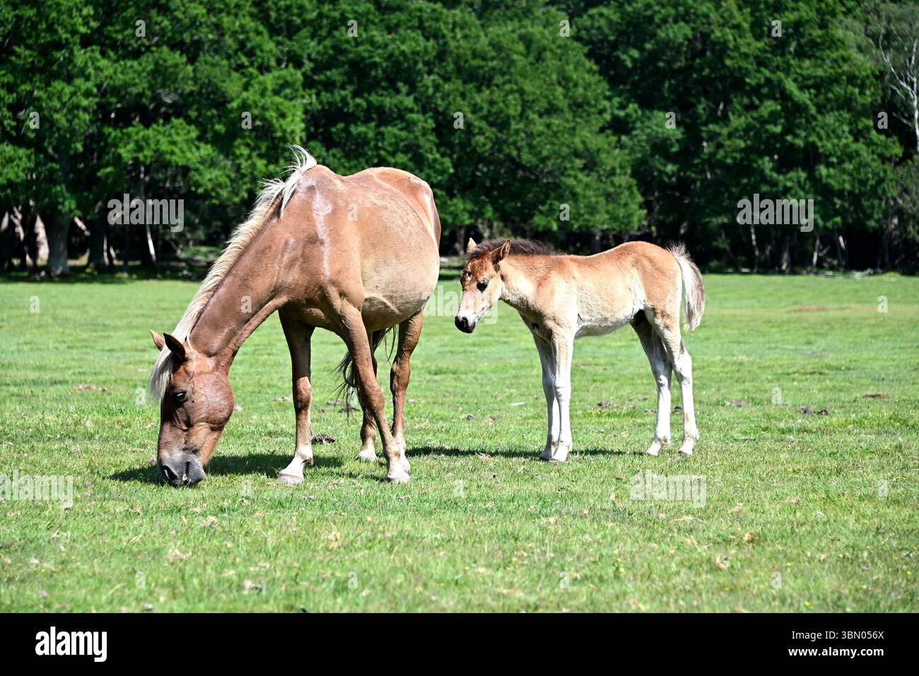 New Chevy Flatbed Trucks For Sale: Your Comprehensive Guide to Utility and Power