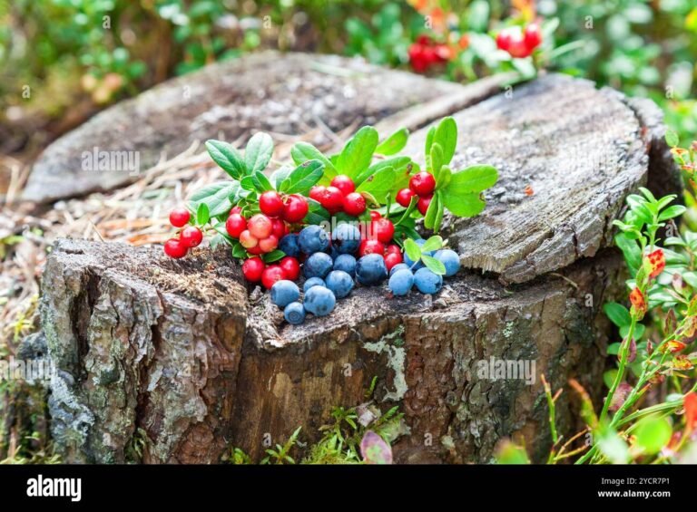 Old Chevy Trucks For Sale Craigslist: Your Ultimate Guide to Finding a Classic Gem