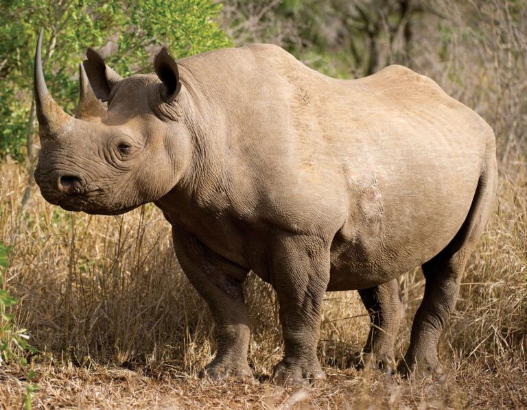 Rhino Paintjob: The Ultimate Guide to Durable Protection and Style